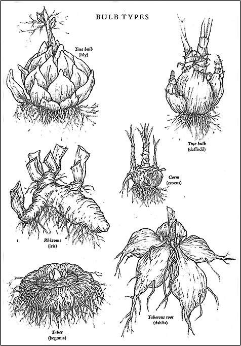 grown wild seeds